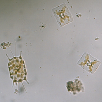 Phytoplankton