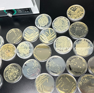 Agar plates with samples in lab