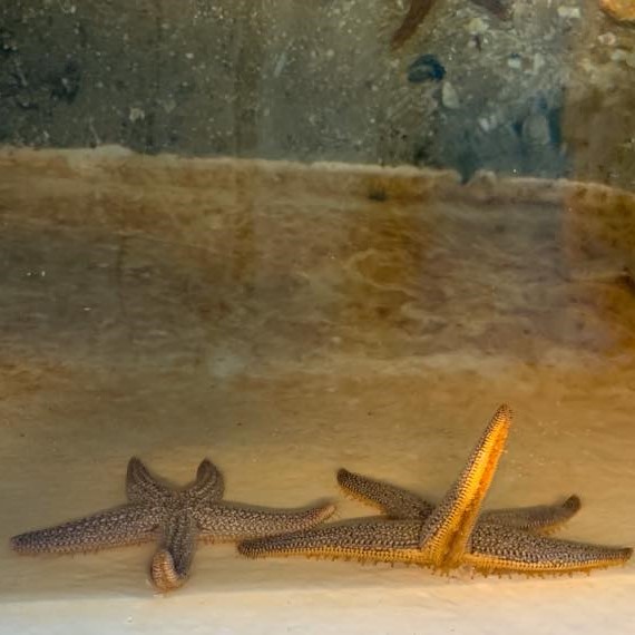 Research Sea Stars Donated to Whitney's K-12 Program