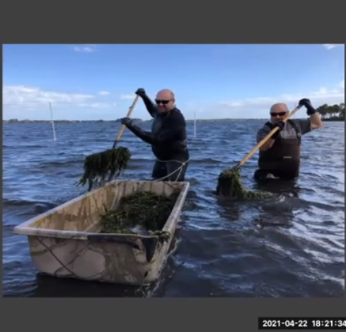 Sip 'N Science YouTube Link - Using Native Shellfish to Improve Water Quality & Economic Resiliency in the Indian River Lagoon