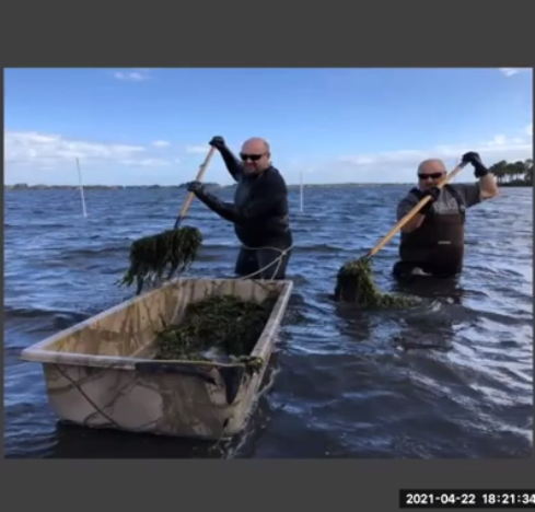 Prepping aquaculture leases for outplanting of clams