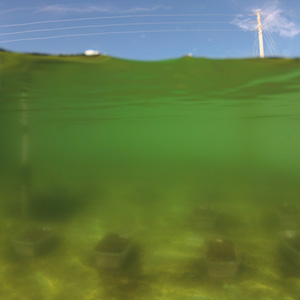 Underwater view of tank for struvite research experiment