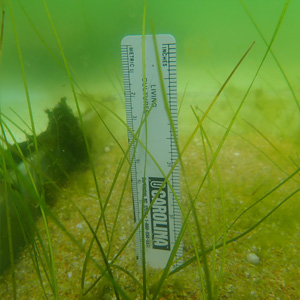 Seagrass and ruler in water