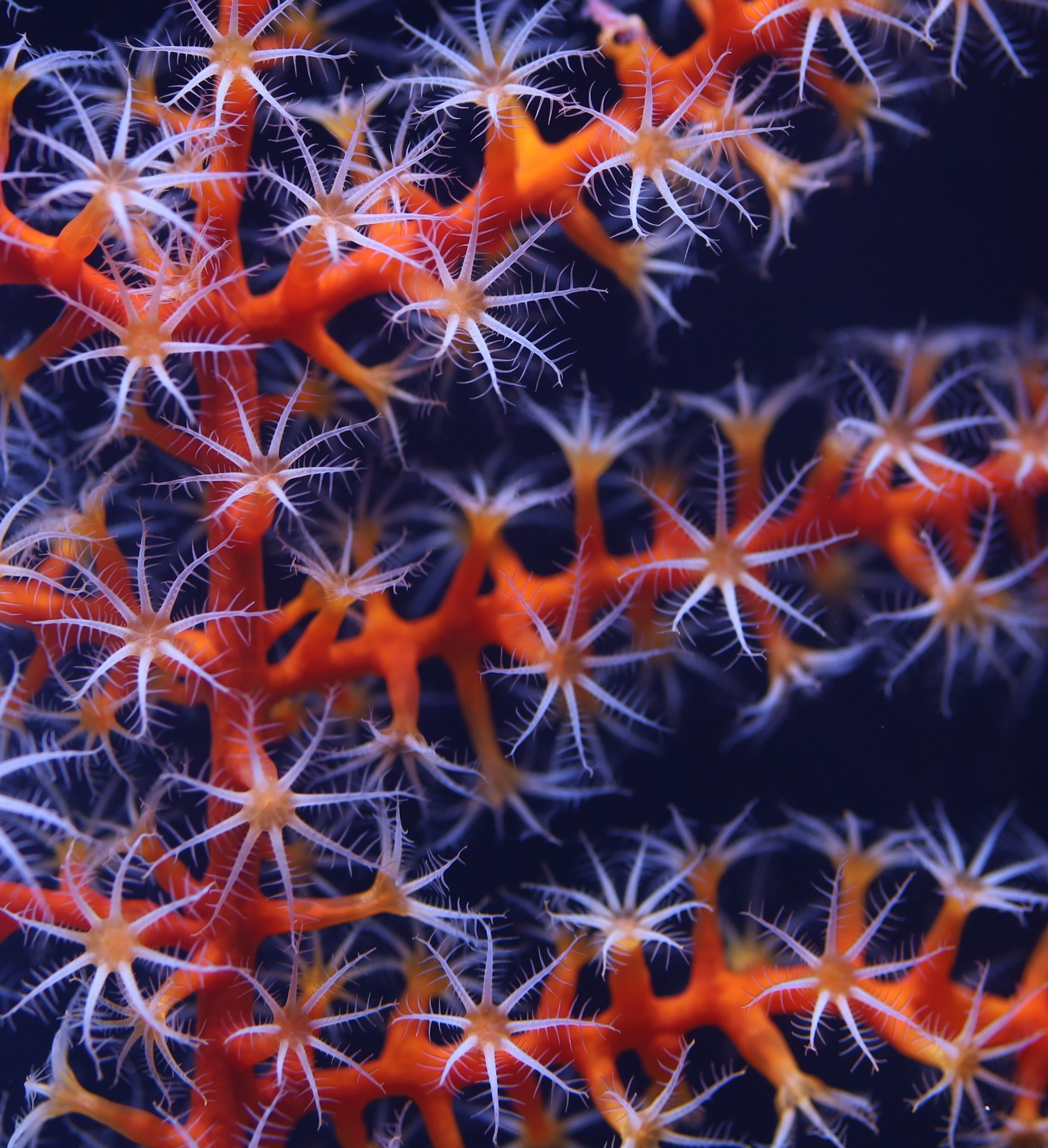 Open polyps of the mesophotic soft coral Swiftia exserta held in aquaria at the USGS Wetland and Aquatic Research Center, Gainesville, FL, USA. Photo courtesy of Jayci Grosso, and edited by Mark McCauley, contractors to the USGS. Photo is in the public domain.