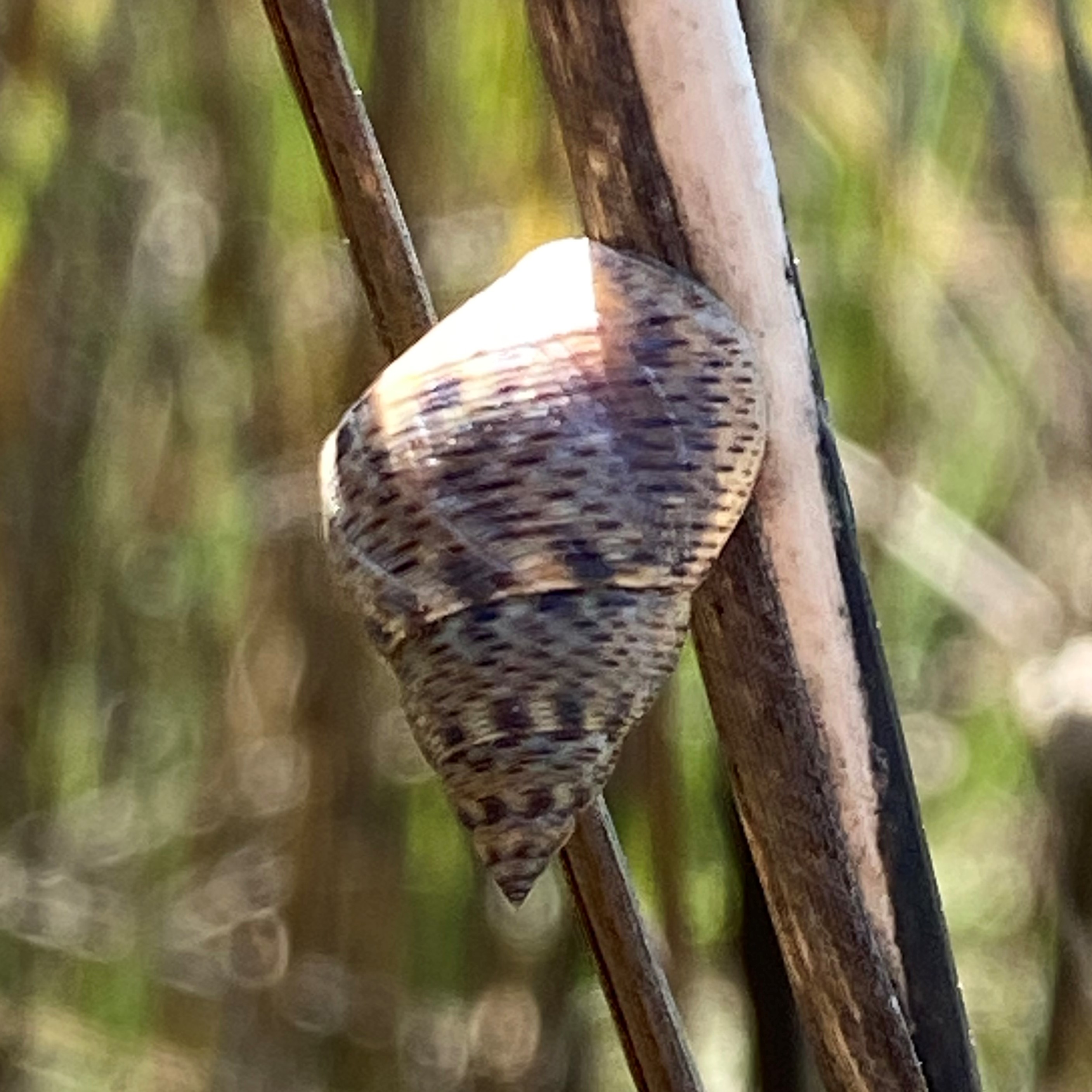 Tiny snail in estuary