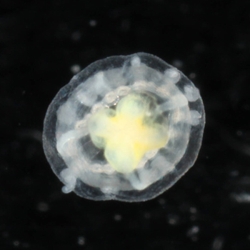 Dr. Christine Schnitzler Quoted in Newsweek Article about the 