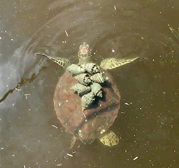 Epibiosis by Florida Crown Conch on Green Sea Turtles in a Northern Florida Estuary