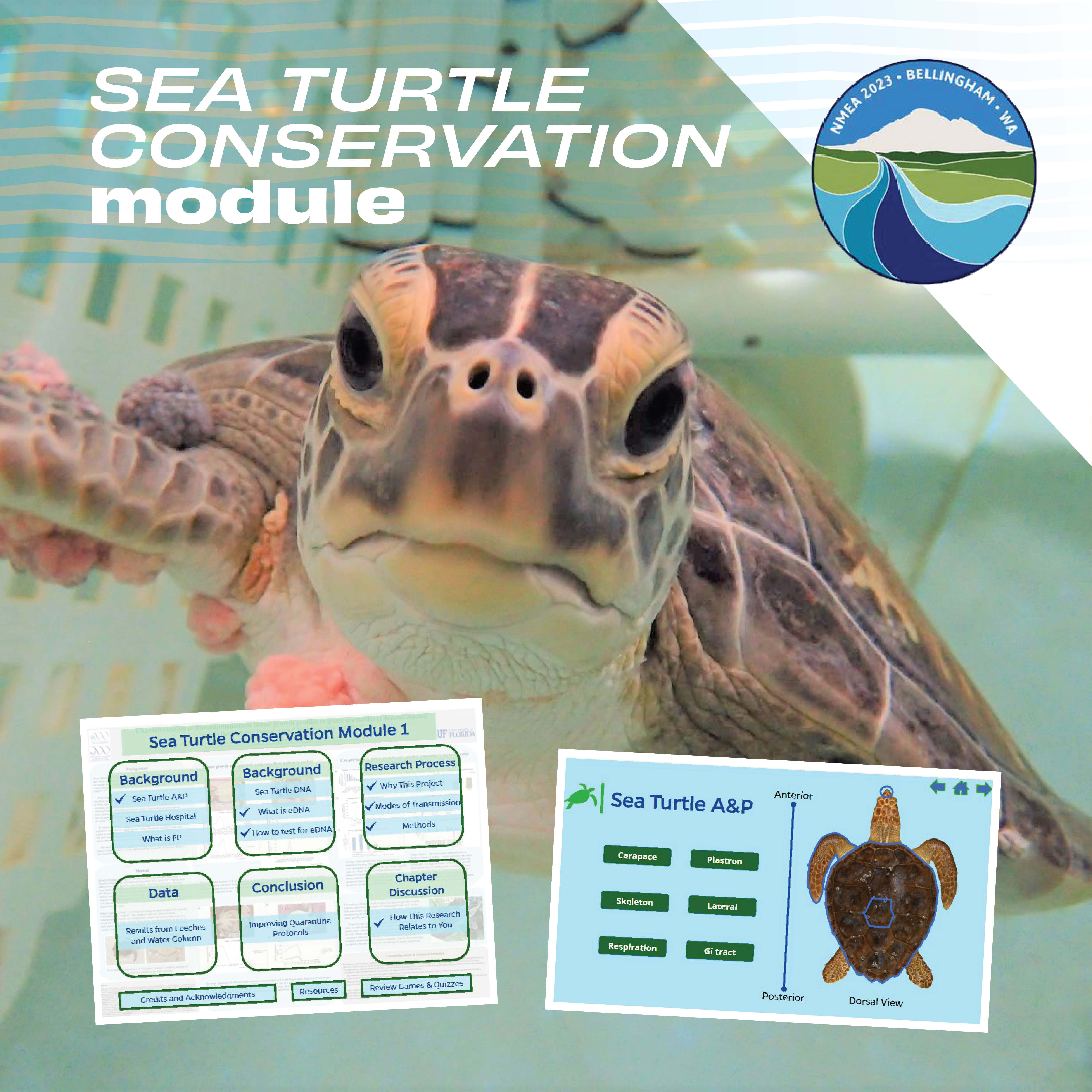Sea turtle with module screenshots