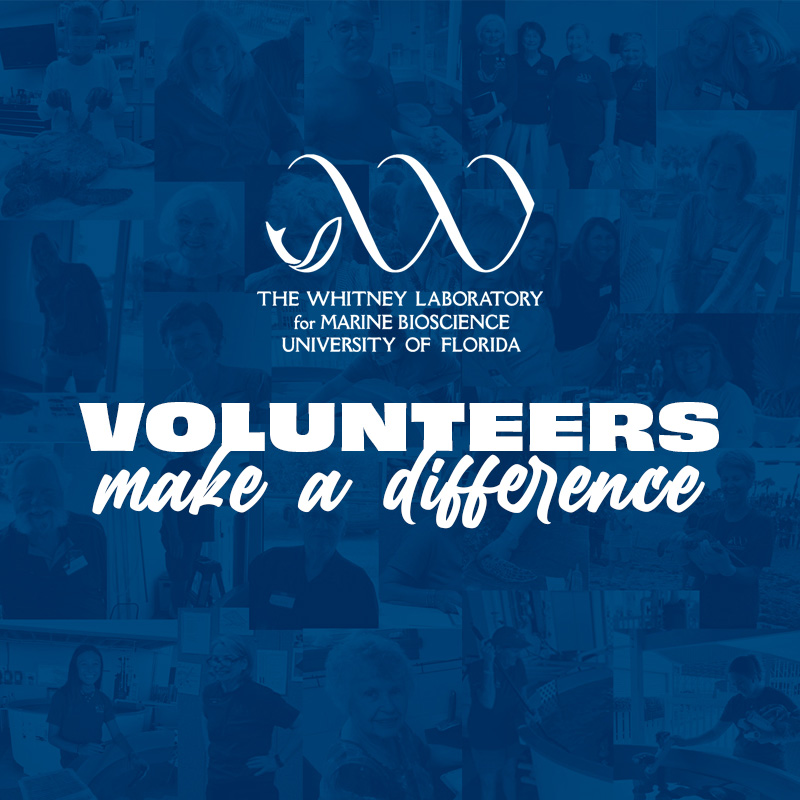 Volunteers Make a Difference Graphic