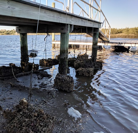 Oyster Cages off Dock