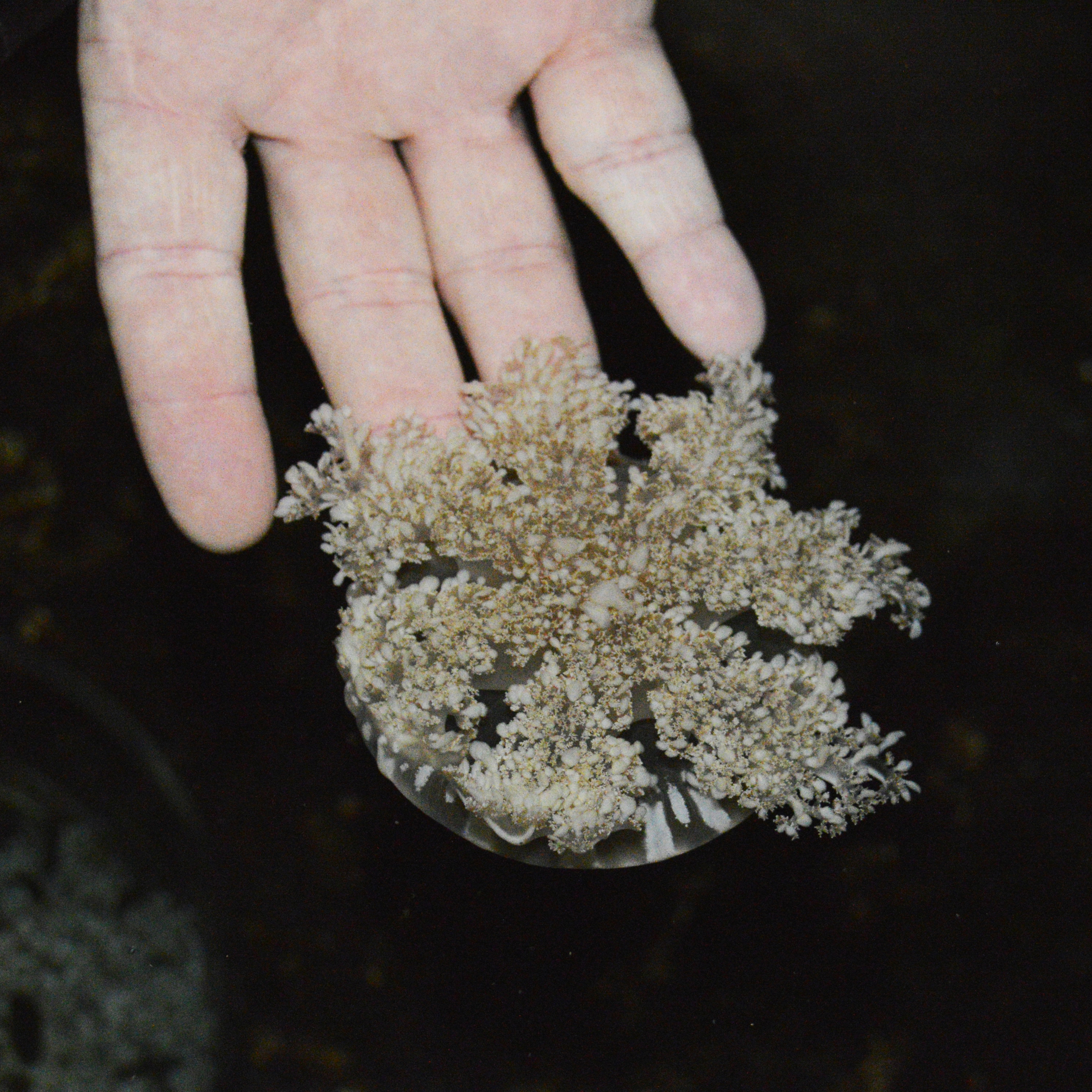 Martindale Lab Publishes Paper in Journal of Experimental Marine Biology