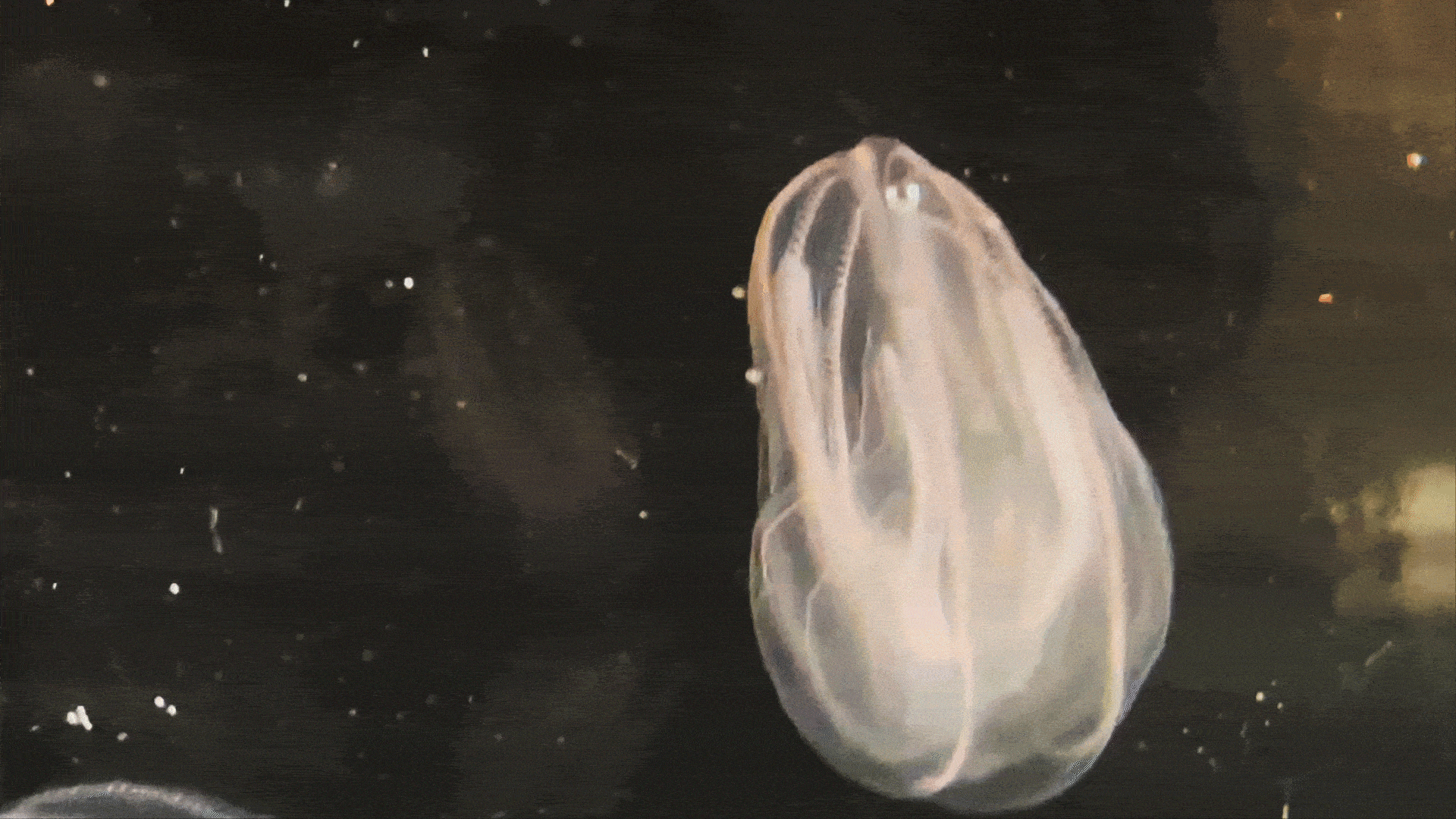 Fragile ctenophores float in seawater