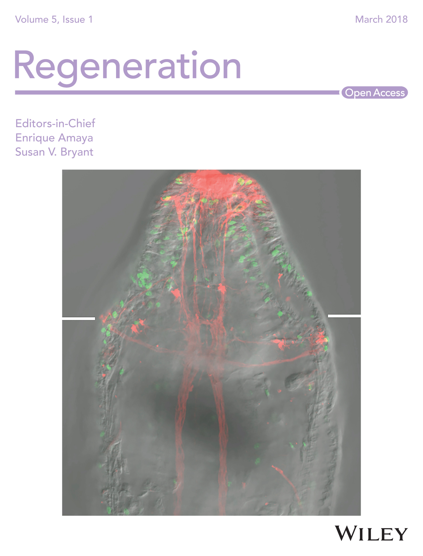 Seaver Lab Article Featured on Cover of Regeneration