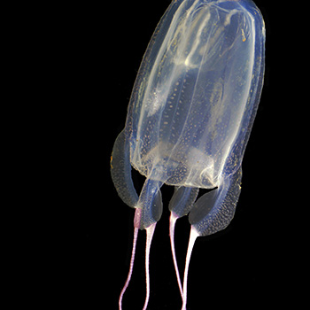 Evenings at Whitney YouTube Link - From Jellyfish to Sharks: Ocean Swimmers Provide the Blueprints for Next-Gen Underwater Vehicles