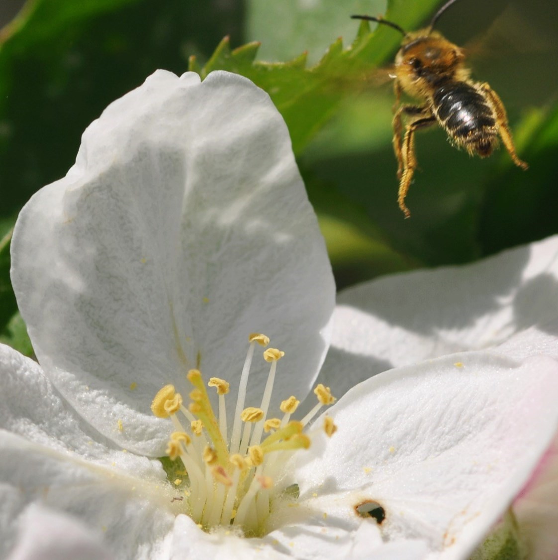 Bee with flower