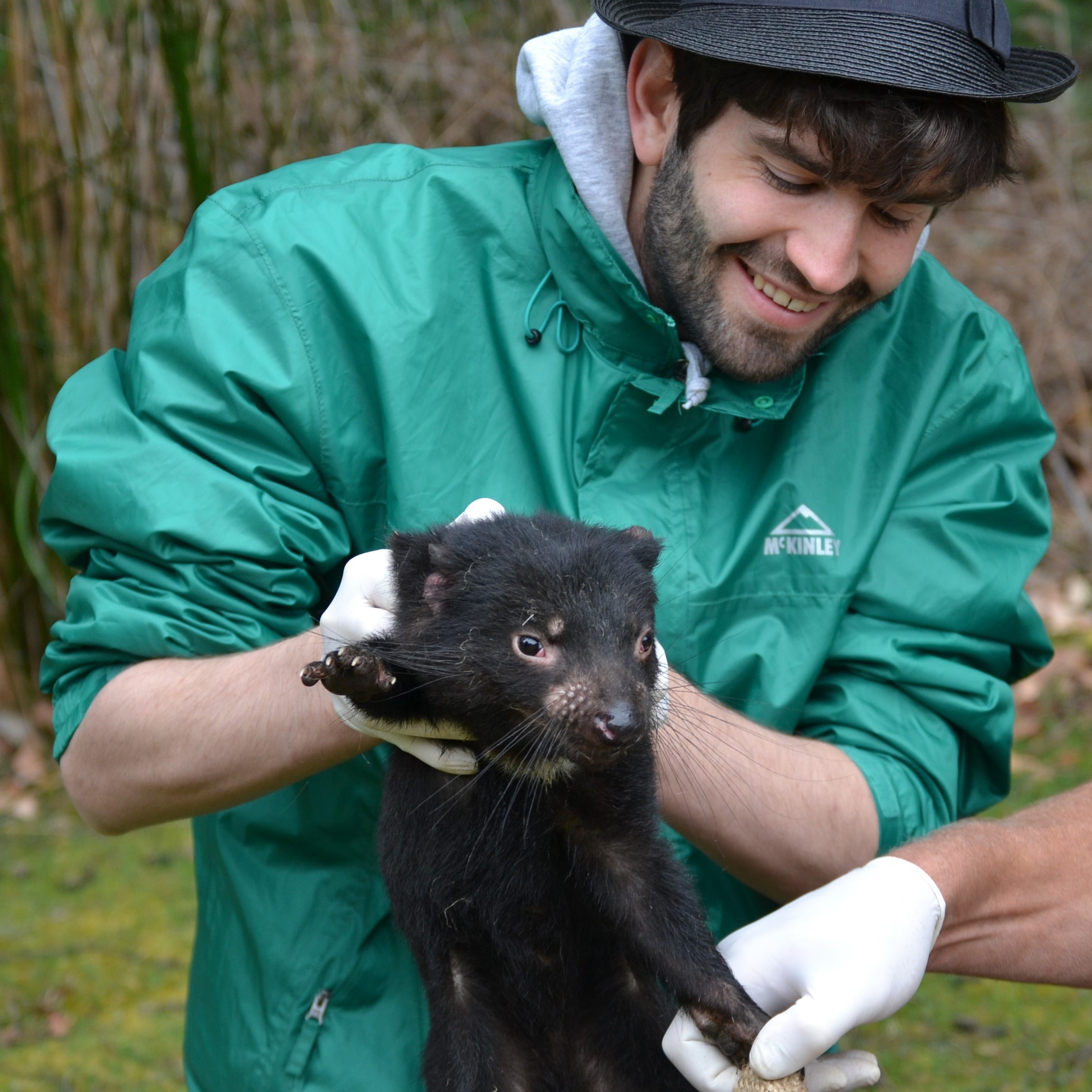 Evenings at Whitney - YouTube Link The Evolution of Two Transmissible Cancers in Tasmanian Devils