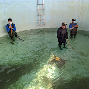 Whitney team releasing red drum fish