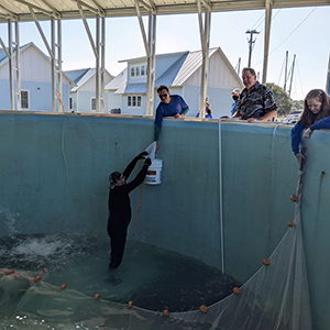 Whitney team releasing red drum fish