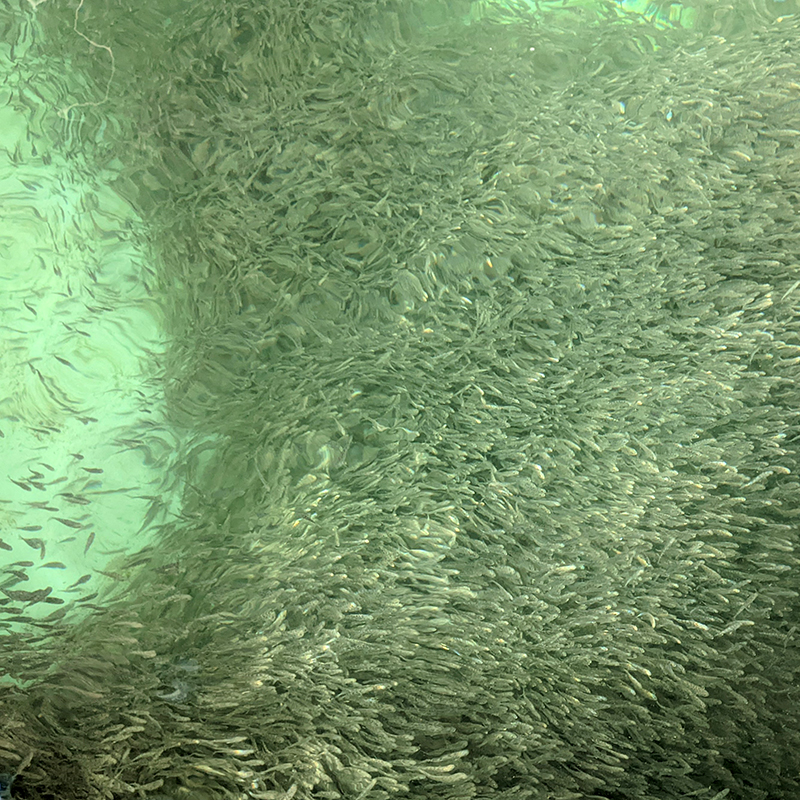 Whitney Lab Releases 100K Red Drum in an effort to increase fish populations in local Florida waters