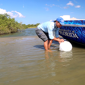 Red Drum larvae being released into the Matanzas River