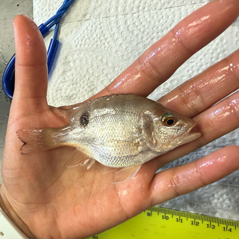Hand with snapper