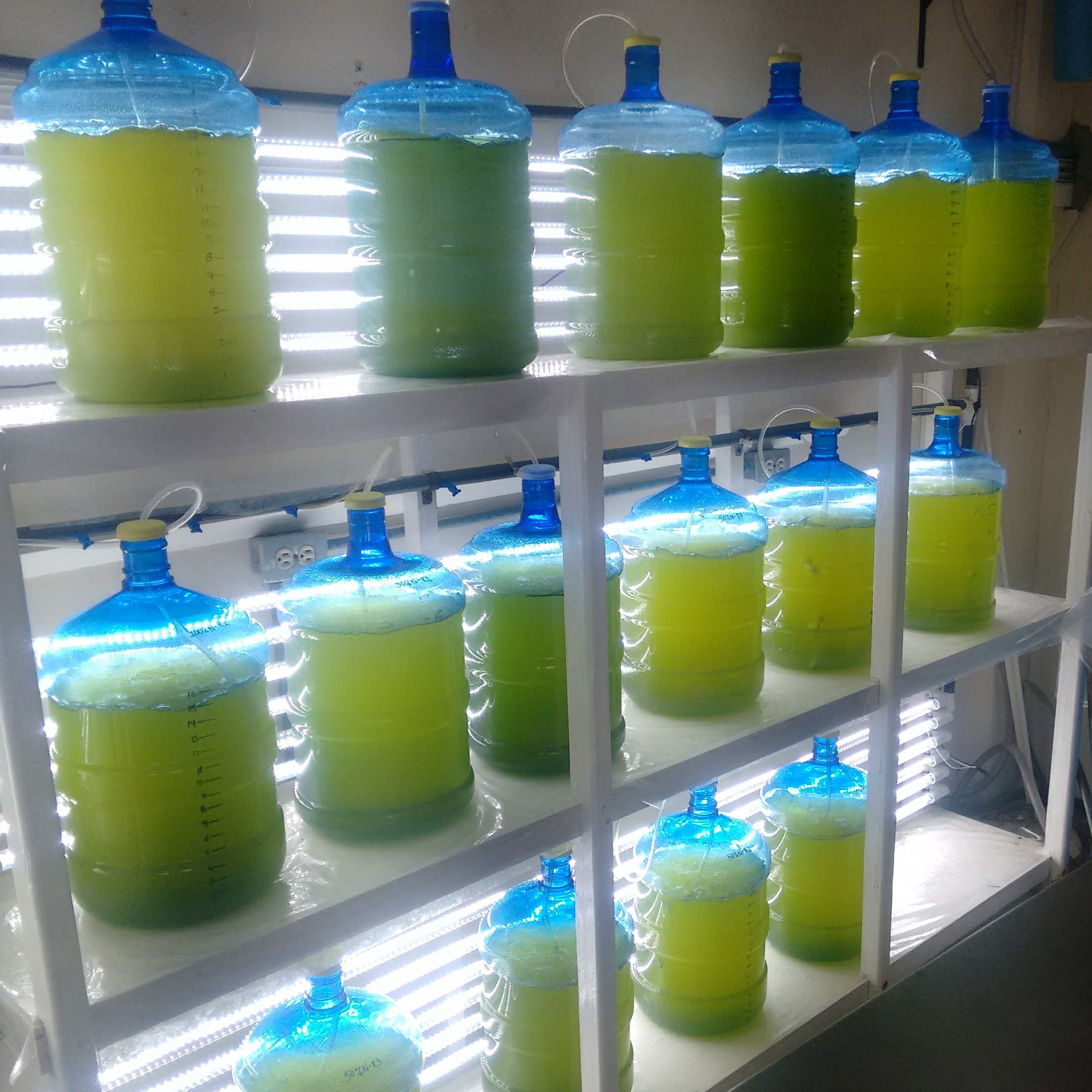 Algal Containers in lab