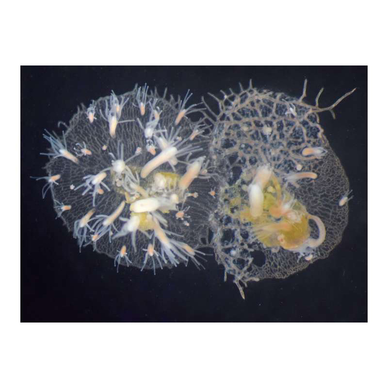 Dr. Schnitzler contributes to new paper in PNAS detailing the full complexity of an invertebrate histocompatibility gene region in the marine invertebrate Hydractinia