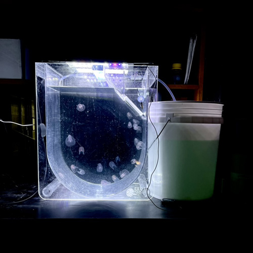 Cteno Tank