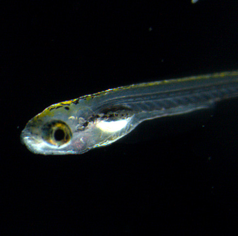 Larval Zebrafish, credit: 7dpf larva, akiramuto.net/archives/458, CC BY 4.0, Credit: National Institute of Genetics