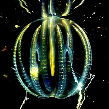 Dr. Leonid Moroz in NY Times article about far-reaching importance of ctenophore research for biomedicine