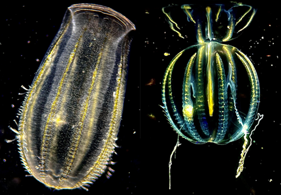 Ctenophores