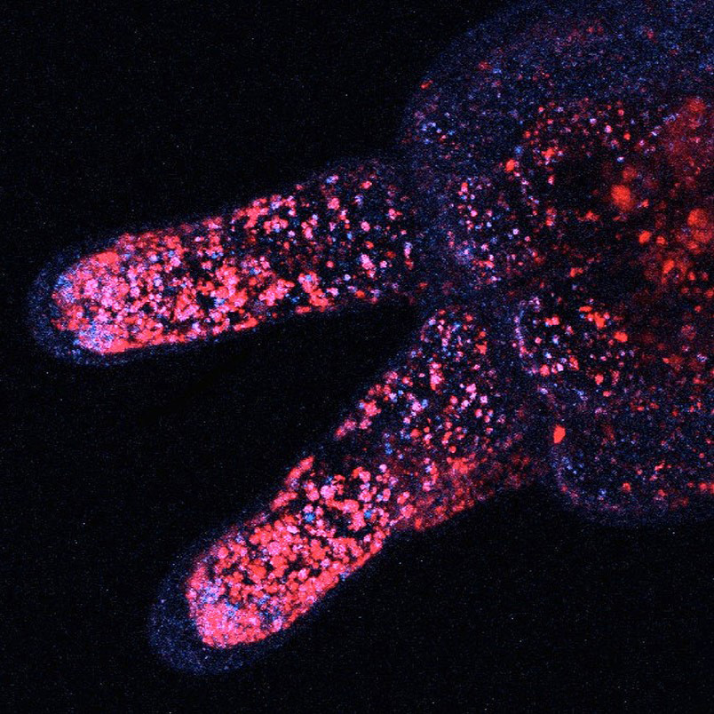 A genetically engineered anemone produces a coral protein (red) that is concentrating calcium (blue)