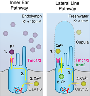 Inner ear and lateral line pathway figures