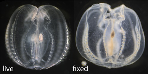 a. A live specimen of M. leidyi. b. The same animal as in A after fixation with only ~ 16% Rain-X® in filtered seawater (FSW) as detailed in protocol. Scale bar in