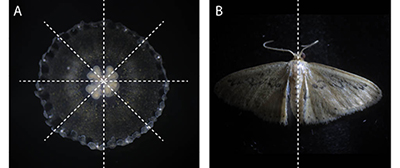 “Radial” jellyfish (A) versus “bilateral” moth (B). Dotted lines represent symmetrical axes. Photos by Brent Foster.