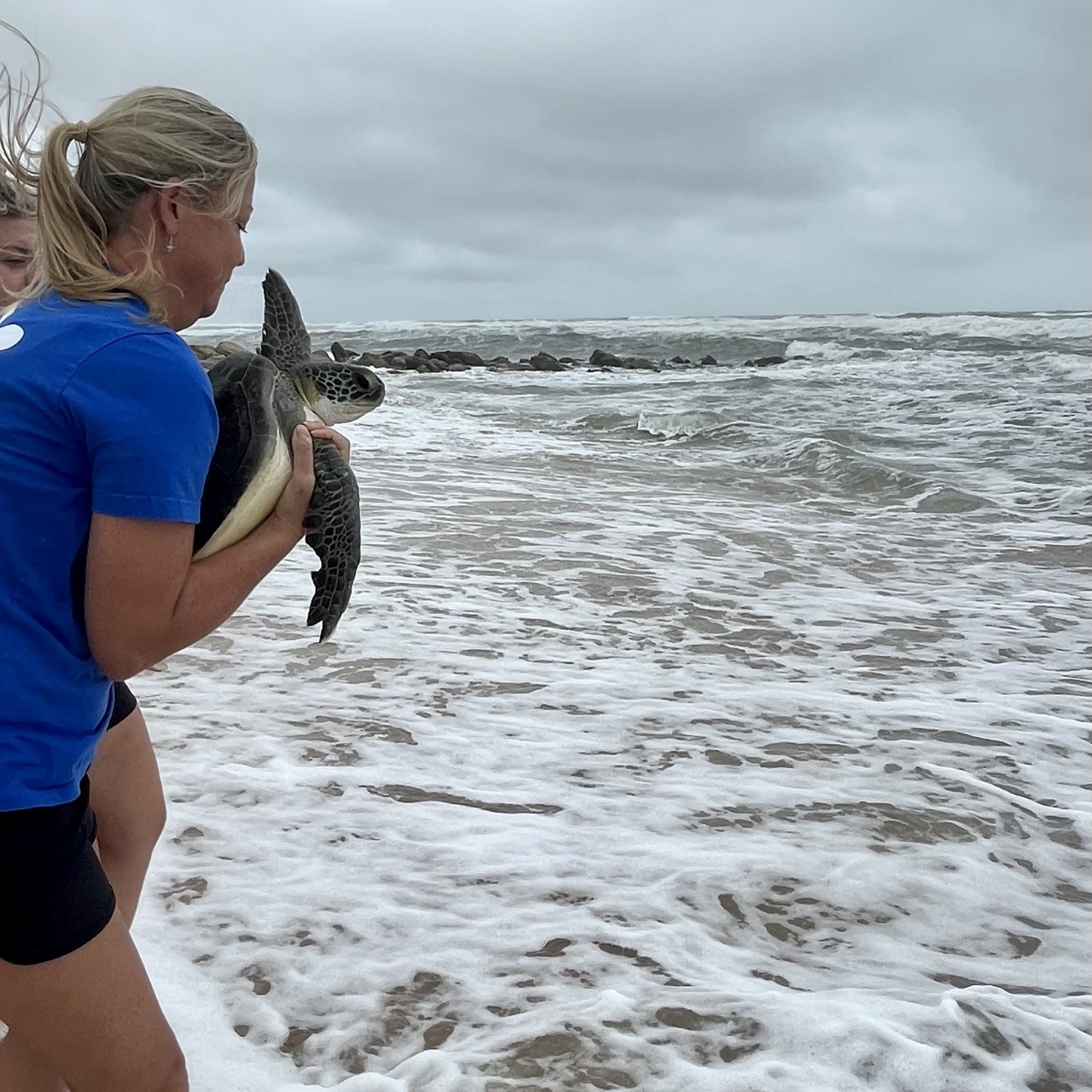 Sea turtle Abu being released into ocean