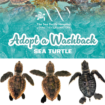 Adopt a Washback Sea Turtle