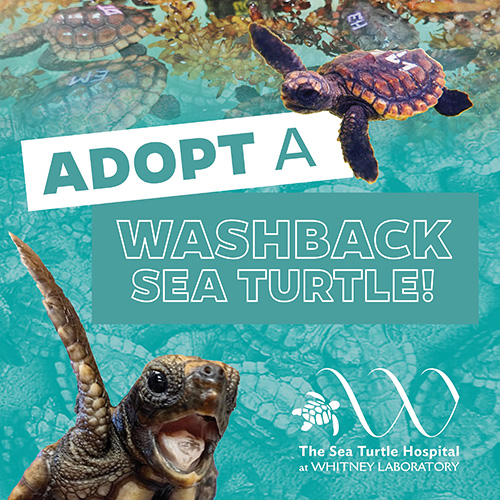 Adopt a Washback Sea Turtle!