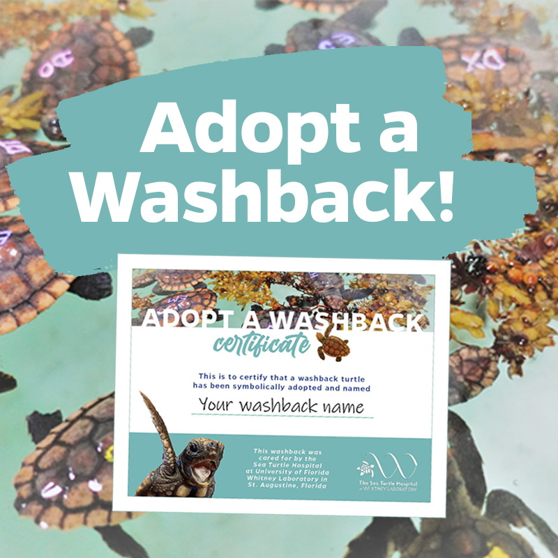 Support the Sea Turtle Hospital - Adopt a Washback Until November 18!