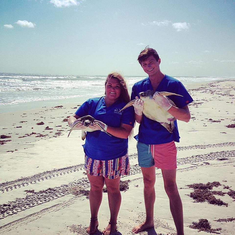 Apollo Squidlips and Major Released by Sea Turtle Hospital at Whitney Lab on Sept. 7 