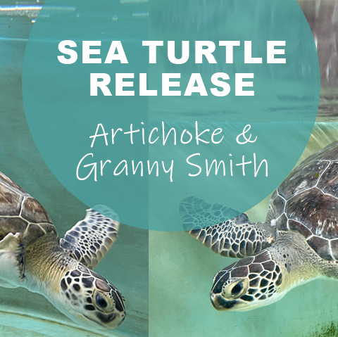 Sea Turtle Patients Artichoke and Granny Smith to be Released Thursday, July 14