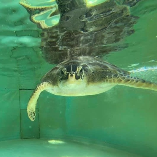 Sea Turtle Artichoke Underwater