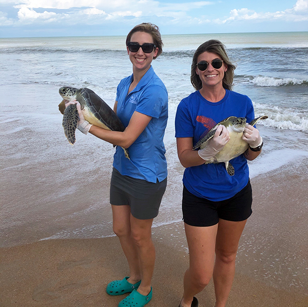 Sea Turtles Autumn and Dumbo Released Oct. 16 at River to Sea Preserve