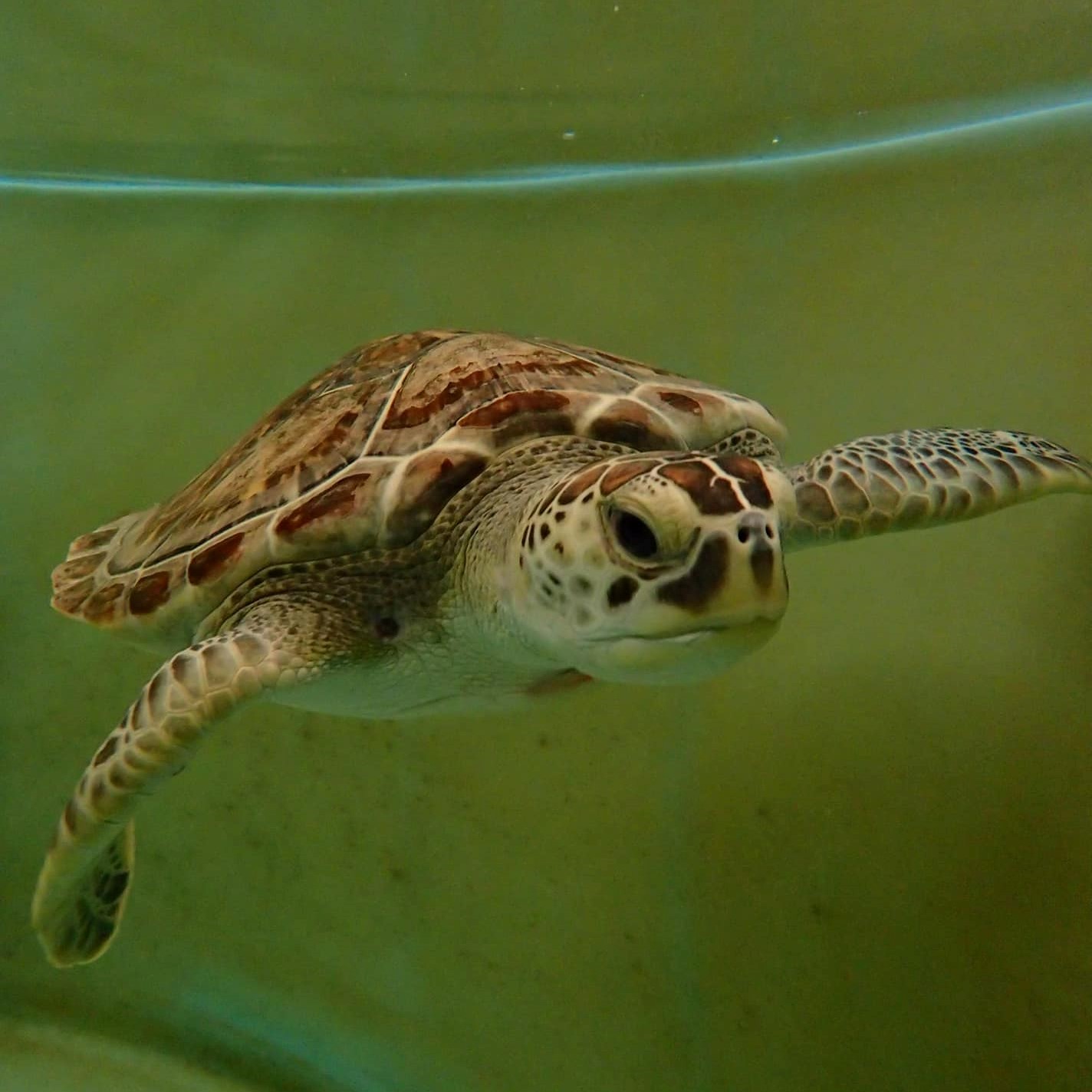 Sea Turtle Avocado Released January 4