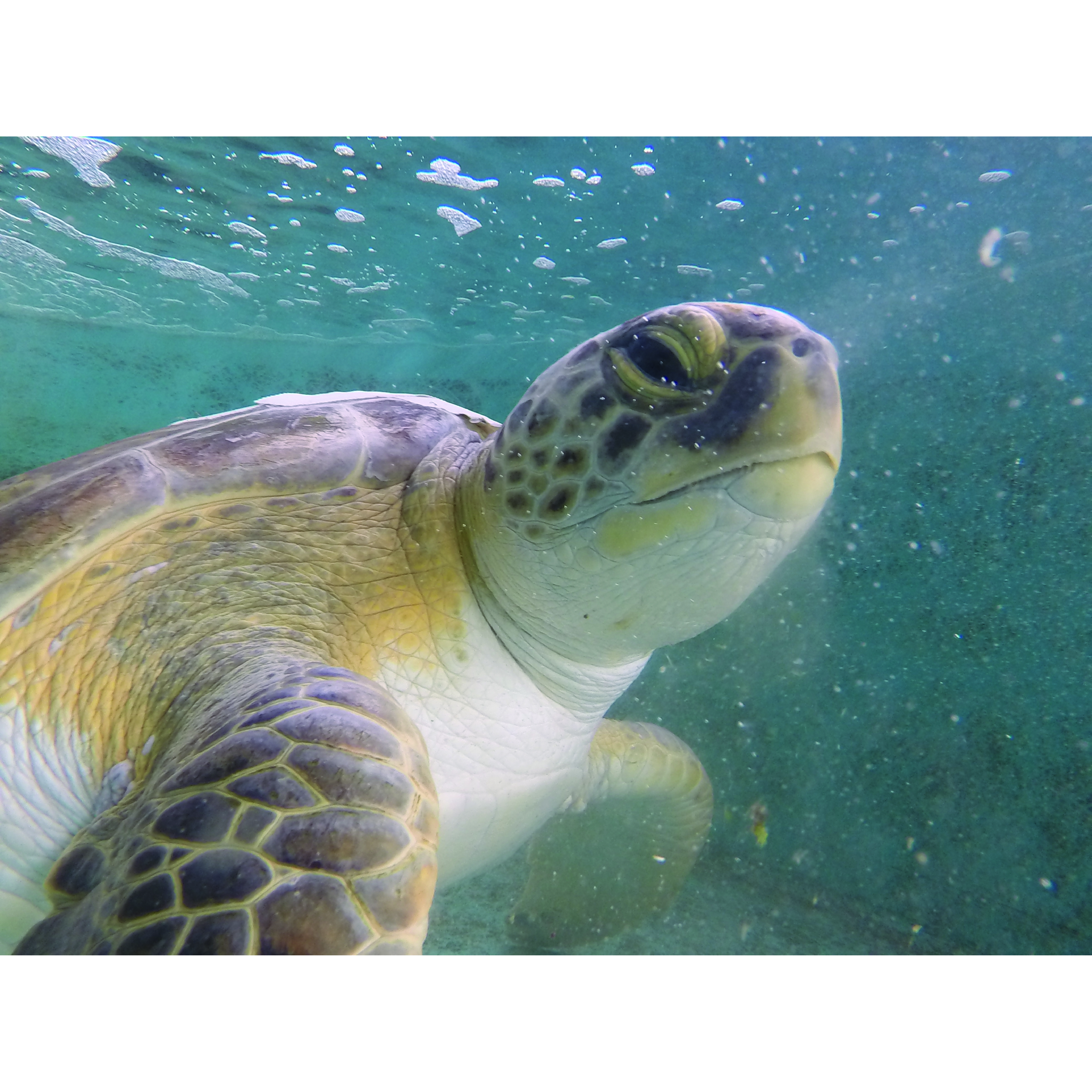 Banana Released on Aug. 24th by Sea Turtle Hospital at Whitney Lab 