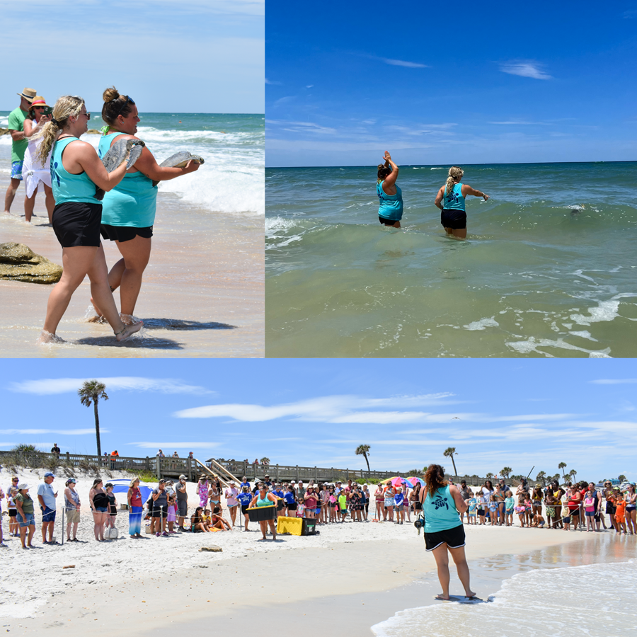 Two turtles being released on beach