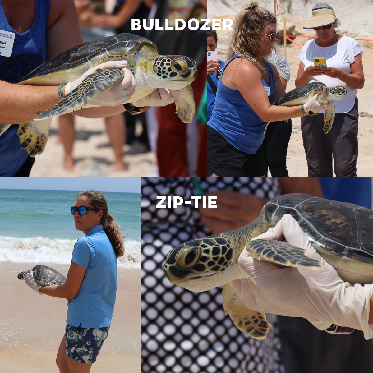Photos of turtles being held by staff prior to their release
