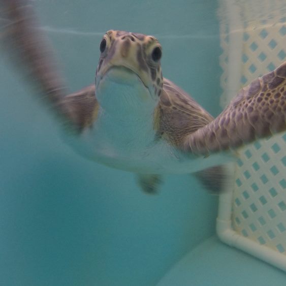 Sea Turtle Hospital at Whitney Lab Releases Cisco Kid, First Patient Treated for Fibropapilloma 