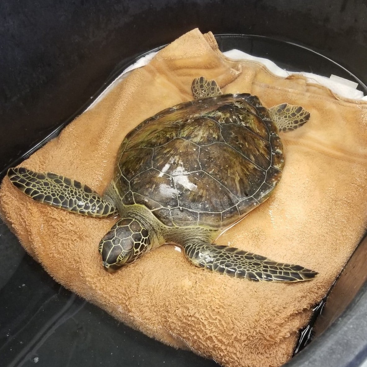 First Coast News Story - UF sea turtle hospital flooded with sick turtles