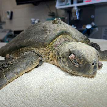 Sponsor the Care of our Winter Turtles